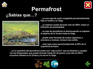 ¿Sabías que…?
Permafrost
…es una capa de suelo congelada permanentemente
bajo la Tundra y la Taiga.
…su espesor puede alcanzar más de 300m, hasta un
kilómetro de profundidad.
…la capa de permafrost va disminuyendo su espesor
al alejarse de la Tundra hasta la Taiga.
…puede estar formado de suelos orgánicos o
arenosos y rocosos, incluso roca sólida.
…esta capa cubre aproximadamente el 20% de la
superficie terrestre.
…en la superficie del permafrost existe una “capa activa” que se deshiela y congela
con las temporadas, que puede alcanzar hasta 4m de grosor y por ello es difícil
encontrar árboles en la Tundra y no así en la Taiga.
 