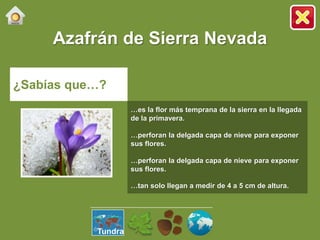 Azafrán de Sierra Nevada
¿Sabías que…?
…es la flor más temprana de la sierra en la llegada
de la primavera.
…perforan la delgada capa de nieve para exponer
sus flores.
…perforan la delgada capa de nieve para exponer
sus flores.
…tan solo llegan a medir de 4 a 5 cm de altura.
Tundra
 