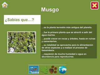 Musgo
¿Sabías que…?
…es la planta terrestre más antigua del planeta.
…fue la primera planta que se atrevió a salir del
agua marina.
…puede crecer en rocas y árboles, hasta en ruinas
y cementerios.
…su totalidad se aprovecha para la alimentación
de otras especies y a realizar el proceso de
fotosíntesis.
…requieren de mucha humedad o agua en
abundancia para reproducirse.
Tundra
 