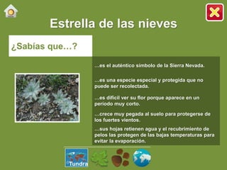 Estrella de las nieves
¿Sabías que…?
…es el auténtico símbolo de la Sierra Nevada.
…es una especie especial y protegida que no
puede ser recolectada.
…es difícil ver su flor porque aparece en un
período muy corto.
…crece muy pegada al suelo para protegerse de
los fuertes vientos.
…sus hojas retienen agua y el recubrimiento de
pelos las protegen de las bajas temperaturas para
evitar la evaporación.
Tundra
 