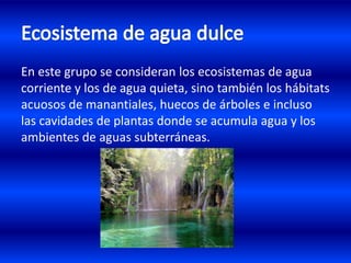 En este grupo se consideran los ecosistemas de agua
corriente y los de agua quieta, sino también los hábitats
acuosos de manantiales, huecos de árboles e incluso
las cavidades de plantas donde se acumula agua y los
ambientes de aguas subterráneas.
 