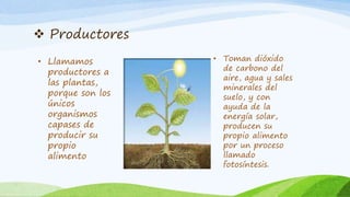  Productores
• Llamamos
productores a
las plantas,
porque son los
únicos
organismos
capases de
producir su
propio
alimento
• Toman dióxido
de carbono del
aire, agua y sales
minerales del
suelo, y con
ayuda de la
energía solar,
producen su
propio alimento
por un proceso
llamado
fotosíntesis.
 