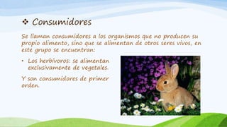  Consumidores
Se llaman consumidores a los organismos que no producen su
propio alimento, sino que se alimentan de otros seres vivos, en
este grupo se encuentran:
• Los herbívoros: se alimentan
exclusivamente de vegetales.
Y son consumidores de primer
orden.
 