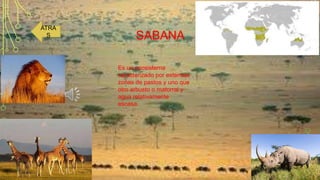 ATRA
S

SABANA
Es un ecosistema
caracterizado por extensas
zonas de pastos y uno que
otro arbusto o matorral y
agua relativamente
escasa.

 