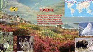 ATRA
S

TUNDRA
Que significa llanura sin arboles,
se caracteriza por su subsuelo
helado y su falta de vegetación
arbórea es la transición entre el
desierto polar y el clima templado.

 
