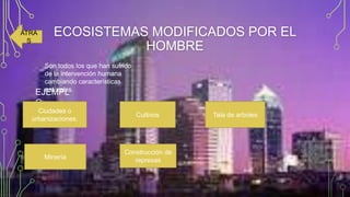 ATRA
S

ECOSISTEMAS MODIFICADOS POR EL
HOMBRE
Son todos los que han sufrido
de la intervención humana
cambiando características
naturales.

EJEMPL
O:

Ciudades o
urbanizaciones.

Cultivos

Minería

Construcción de
represas

Tala de arboles

 