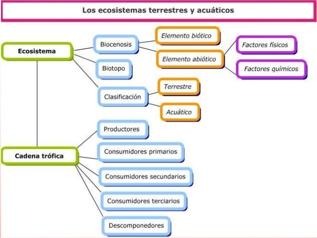 Los Ecosistemas por Sofía Toapanta