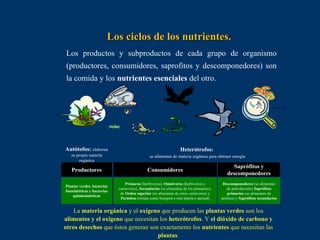 Los ciclos de los nutrientes.
Los productos y subproductos de cada grupo de organismo
(productores, consumidores, saprofitos y descomponedores) son
la comida y los nutrientes esenciales del otro.

Autótofos: elaboran

Heterótrofos:

su propia materia
orgánica

se alimentan de materia orgánica para obtener energía

Productores

Consumidores

Saprófitos y
descomponedores

Plantas verdes, bacterias
fotosintéticas y bacterias
quimiosintéticas

Primaros (herbívoros), Omnívoros (herbívoros o
carnívoros), Secundarios (se alimentan de los primarios),
de Orden superior (se alimentan de otros carnívoros) y
Parásitos (toman como huésped a otra planta o animal)

Descomponedores (se alimentan
de putrefacción) Saprófitos
primarios (se alimentan de
detritos) y Saprófitos secundarios

La materia orgánica y el oxígeno que producen las plantas verdes son los
alimentos y el oxigeno que necesitan los heterótrofos. Y el dióxido de carbono y
otros desechos que éstos generan son exactamente los nutrientes que necesitan las
plantas.

 