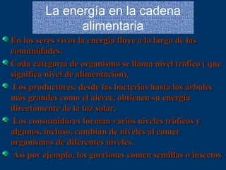 La energía en la cadena
alimentaria
En los seres vivos la energía fluye a lo largo de las
comunidades.
Cada categoría de organismo se llama nivel trófico ( que
significa nivel de alimentación).
Los productores, desde las bacterias hasta los árboles
más grandes como el alerce, obtienen su energía
directamente de la luz solar.
Los consumidores forman varios niveles tróficos y
algunos, incluso, cambian de niveles al comer
organismos de diferentes niveles.
Así por ejemplo, los gorriones comen semillas o insectos

 