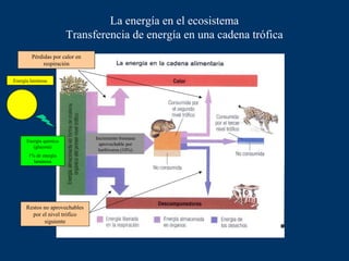 La energía en el ecosistema
Transferencia de energía en una cadena trófica
Pérdidas por calor en
respiración
Energía luminosa

Energía química
(glucosa)
1% de energía
luminosa

Restos no aprovechables
por el nivel trófico
siguiente

Incremento biomasa
aprovechable por
herbívoros (10%)

 