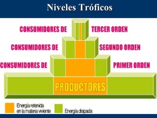 Niveles Tróficos

 