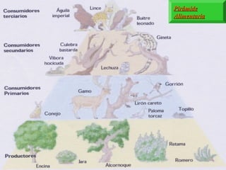 Pirámide
Alimentaria

 