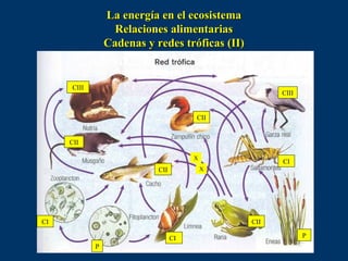 La energía en el ecosistema
Relaciones alimentarias
Cadenas y redes tróficas (II)

CIII

CIII

CII

CII
X

CI
X

CII

CI

CII
CI
P

P

 