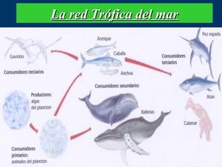 La red Trófica del mar

 