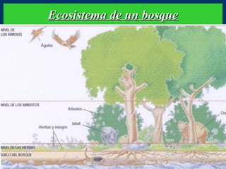 Ecosistema de un bosque

 