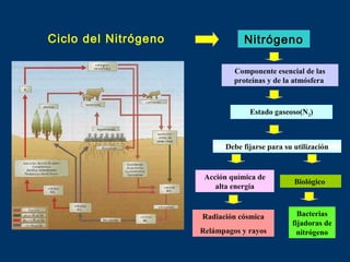 Ciclo del Nitrógeno

Nitrógeno
Componente esencial de las
proteínas y de la atmósfera

Estado gaseoso(N2)

Debe fijarse para su utilización

Acción química de
alta energía

Radiación cósmica
Relámpagos y rayos

Biológico

Bacterias
fijadoras de
nitrógeno

 