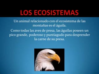 Un animal relacionado con el ecosistema de las
montañas es el águila.
Como todas las aves de presa, las águilas poseen un
pico grande, poderoso y puntiagudo para desprender
la carne de su presa.

 