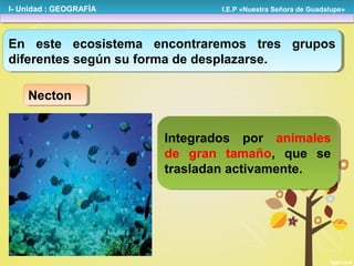 I- Unidad : GEOGRAFÍA

I.E.P «Nuestra Señora de Guadalupe»

En este ecosistema encontraremos tres grupos
En este ecosistema encontraremos tres grupos
diferentes según su forma de desplazarse.
diferentes según su forma de desplazarse.
Necton
Necton
Integrados por animales
Integrados por animales
de gran tamaño, que se
de gran tamaño, que se
trasladan activamente.
trasladan activamente.

 