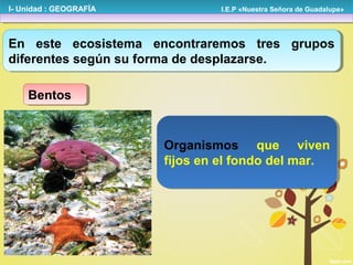 I- Unidad : GEOGRAFÍA

I.E.P «Nuestra Señora de Guadalupe»

En este ecosistema encontraremos tres grupos
En este ecosistema encontraremos tres grupos
diferentes según su forma de desplazarse.
diferentes según su forma de desplazarse.
Bentos
Bentos

Organismos que viven
Organismos que viven
fijos en el fondo del mar.
fijos en el fondo del mar.

 