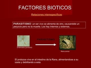 FACTORES BIOTICOS
Relaciones interespecíficas
Entamoeba (protozoo)
PARASITISMO
Rana común
PARASITISMO: un ser vivo se alimenta de otro, causandole un
perjuicio pero no la muerte. Los hay internos y externos.
El protozoo vive en el intestino de la Rana, alimentandose a su
costa y debilitando a esta.
 