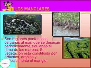  Son regiones pantanosas 
cercanas al mar, que se desecan 
periódicamente siguiendo el 
ritmo de las mareas. Su 
vegetación esta constituida por 
arbustos, arboles y 
especialmente el mangle. 
menú 
 