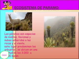 ECOSISTEMA DE PARAMO: 
Los páramos son espacios 
de nieblas, lloviznas y 
nubes adheridas a las 
rocas y al viento. 
este lugar predominan los 
arbustos , se ubican en una 
altitud de los 3.000 a 
5000 msnm menú 
 