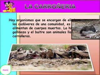 Hay organismos que se encargan de eliminar 
los cadáveres de una comunidad, es decir se 
alimentan de cuerpos muertos. La hiena, el 
gallinazo y el buitre son animales llamados 
carroñeros. 
menú 
 