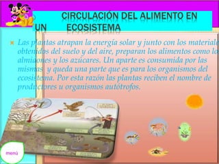 CIRCULACIÓN DEL ALIMENTO EN 
UN ECOSISTEMA 
 Las plantas atrapan la energía solar y junto con los materiales 
obtenidos del suelo y del aire, preparan los alimentos como los 
almidones y los azúcares. Un aparte es consumida por las 
mismas y queda una parte que es para los organismos del 
ecosistema. Por esta razón las plantas reciben el nombre de 
productores u organismos autótrofos. 
menú 
 
