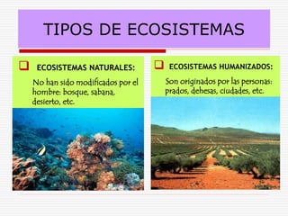  ECOSISTEMAS NATURALES:
No han sido modificados por el
hombre: bosque, sabana,
desierto, etc.
 ECOSISTEMAS HUMANIZADOS:
Son originados por las personas:
prados, dehesas, ciudades, etc.
TIPOS DE ECOSISTEMAS
 