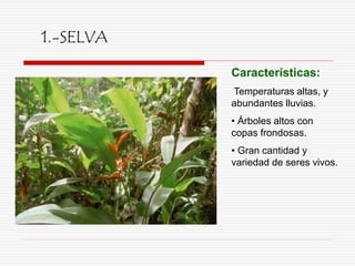 1.-SELVA
Características:
Temperaturas altas, y
abundantes lluvias.
• Árboles altos con
copas frondosas.
• Gran cantidad y
variedad de seres vivos.
 