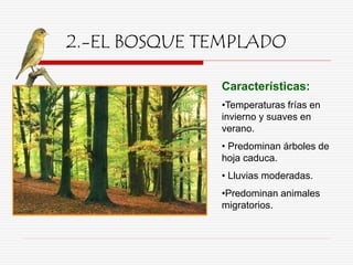 2.-EL BOSQUE TEMPLADO
Características:
•Temperaturas frías en
invierno y suaves en
verano.
• Predominan árboles de
hoja caduca.
• Lluvias moderadas.
•Predominan animales
migratorios.
 