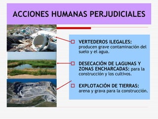  VERTEDEROS ILEGALES:
producen grave contaminación del
suelo y el agua.
 DESECACIÓN DE LAGUNAS Y
ZONAS ENCHARCADAS: para la
construcción y los cultivos.
 EXPLOTACIÓN DE TIERRAS:
arena y grava para la construcción.
ACCIONES HUMANAS PERJUDICIALES
 