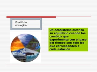 Equilibrio
ecológico
Un ecosistema alcanza
su equilibrio cuando los
cambios que
experimenta con el paso
del tiempo son solo los
que corresponden a
cada estación
 