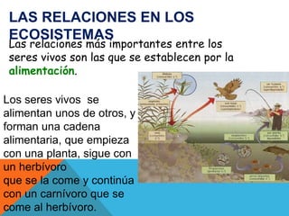 LAS RELACIONES EN LOS 
ECOSISTEMAS 
Las relaciones más importantes entre los 
seres vivos son las que se establecen por la 
alimentación. 
Los seres vivos se 
alimentan unos de otros, y 
forman una cadena 
alimentaria, que empieza 
con una planta, sigue con 
un herbívoro 
que se la come y continúa 
con un carnívoro que se 
come al herbívoro. 
 