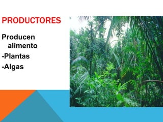 PRODUCTORES 
Producen 
alimento 
-Plantas 
-Algas 
 