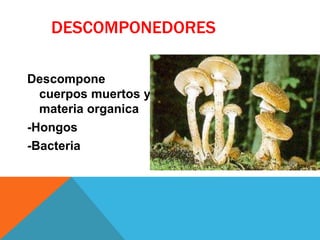 DESCOMPONEDORES 
Descompone 
cuerpos muertos y 
materia organica 
-Hongos 
-Bacteria 
 