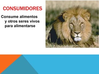 CONSUMIDORES 
Consume alimentos 
y otros seres vivos 
para alimentarse 
 