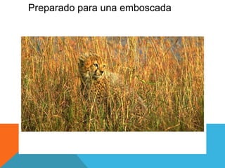 Preparado para una emboscada 
 