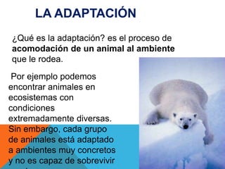 LA ADAPTACIÓN 
¿Qué es la adaptación? es el proceso de 
acomodación de un animal al ambiente 
que le rodea. 
Por ejemplo podemos 
encontrar animales en 
ecosistemas con 
condiciones 
extremadamente diversas. 
Sin embargo, cada grupo 
de animales está adaptado 
a ambientes muy concretos 
y no es capaz de sobrevivir 
en otros. 
 