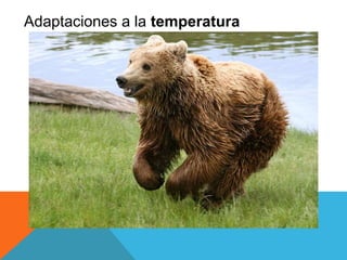Adaptaciones a la temperatura 
 