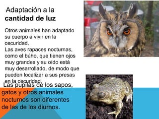 Adaptación a la 
cantidad de luz 
Otros animales han adaptado 
su cuerpo a vivir en la 
oscuridad. 
Las aves rapaces nocturnas, 
como el búho, que tienen ojos 
muy grandes y su oído está 
muy desarrollado, de modo que 
pueden localizar a sus presas 
en la oscuridad. 
Las pupilas de los sapos, 
gatos y otros animales 
nocturnos son diferentes 
de las de los diurnos. 
 
