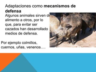 Adaptaciones como mecanismos de 
defensa 
Algunos animales sirven de 
alimento a otros, por lo 
que, para evitar ser 
cazados han desarrollado 
medios de defensa. 
Por ejemplo colmillos, 
cuernos, uñas, venenos…. 
 