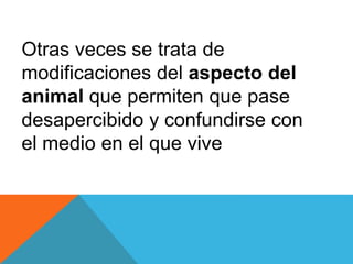 Otras veces se trata de 
modificaciones del aspecto del 
animal que permiten que pase 
desapercibido y confundirse con 
el medio en el que vive 
 