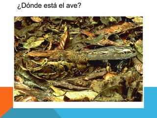 ¿Dónde está el ave? 
 