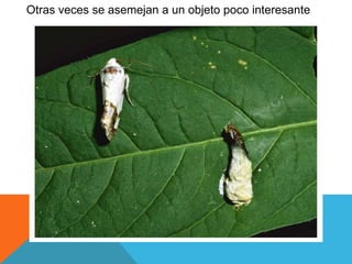 Otras veces se asemejan a un objeto poco interesante 
 