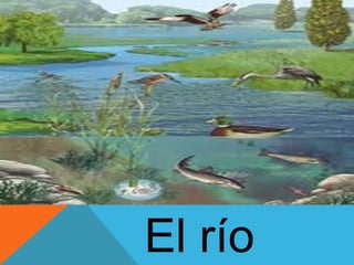 El río 
 