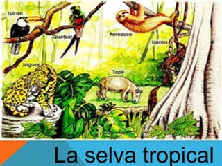 La selva tropical 
 