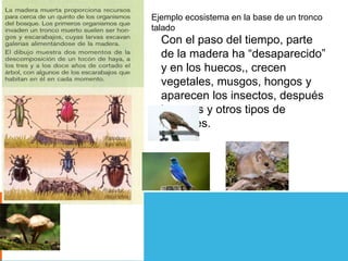 Con el paso del tiempo, parte 
de la madera ha “desaparecido” 
y en los huecos,, crecen 
vegetales, musgos, hongos y 
aparecen los insectos, después 
las aves y otros tipos de 
animales. 
. 
E 
Ejemplo ecosistema en la base de un tronco 
talado 
 