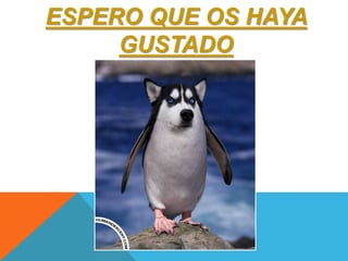 ESPERO QUE OS HAYA 
GUSTADO 
