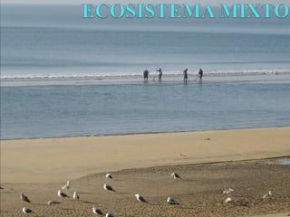 Tipos de Ecosistemas